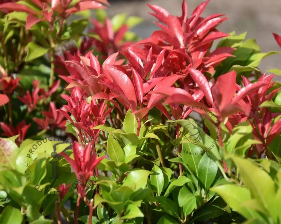 Pieris japonica 'Mountain Fire'