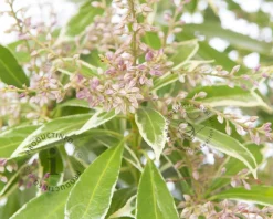 Pieris japonica 'Polar Passion'