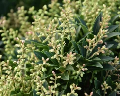 Pieris japonica 'Prelude'