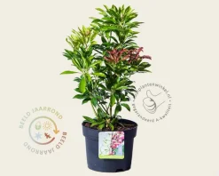 Pieris japonica 'Valley Valentine'