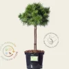 Pinus densiflora 'Jane Kluis' - 40 cm stam
