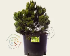 Pinus heldreichii 'Compact Gem' 35/45