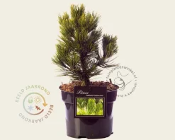 Pinus heldreichii 'Compact Gem' 20/25