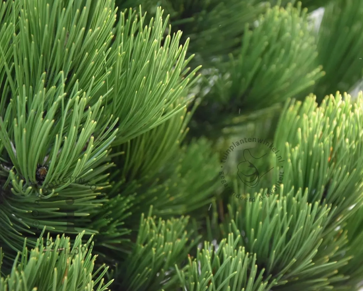 Pinus heldreichii 'Compact Gem' 20/25
