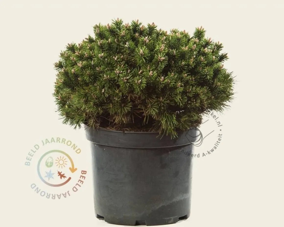 Pinus mugo 'Benjamin'
