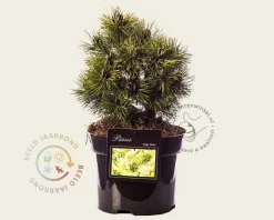 Pinus mugo 'Mops'