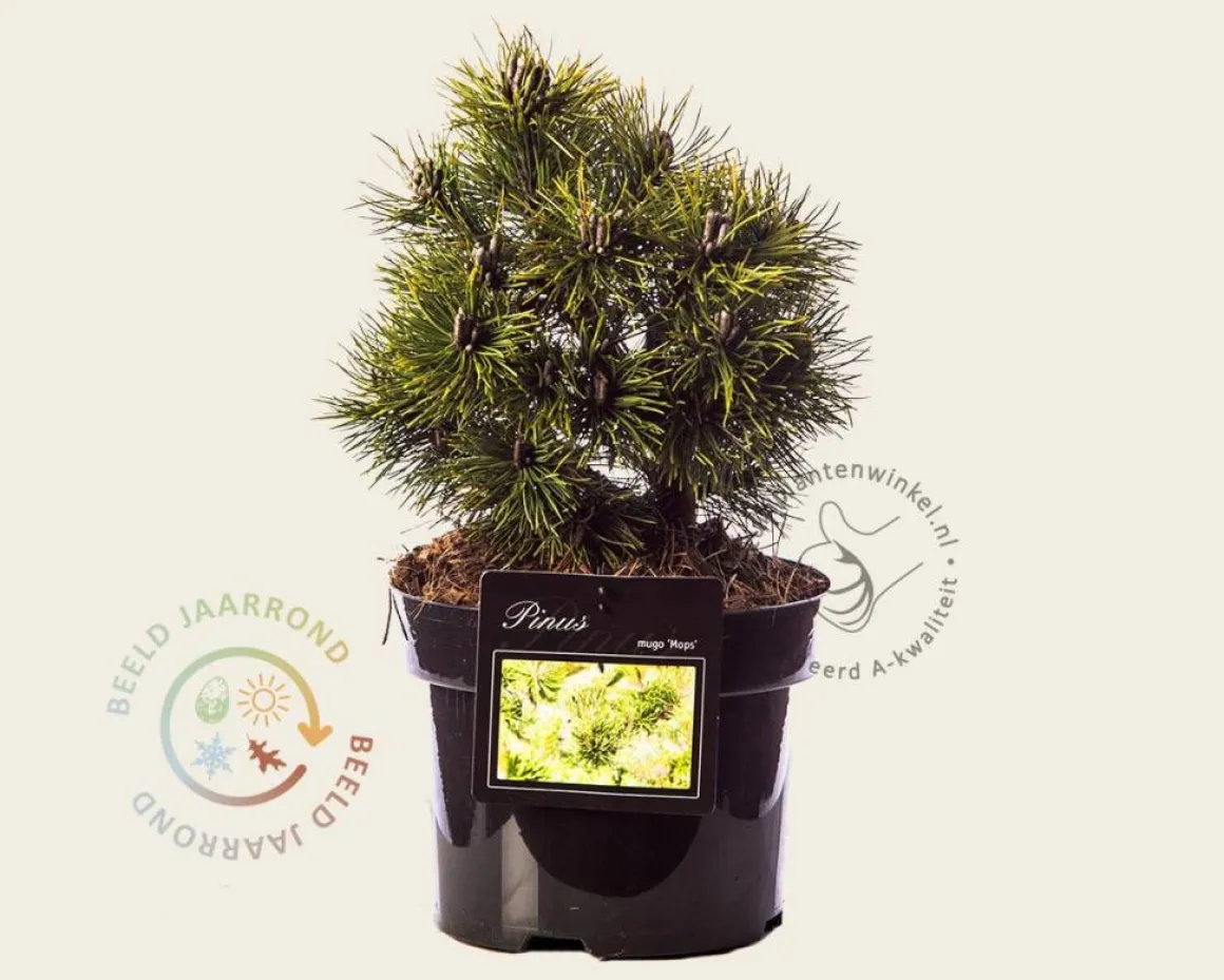 Pinus mugo 'Mops'