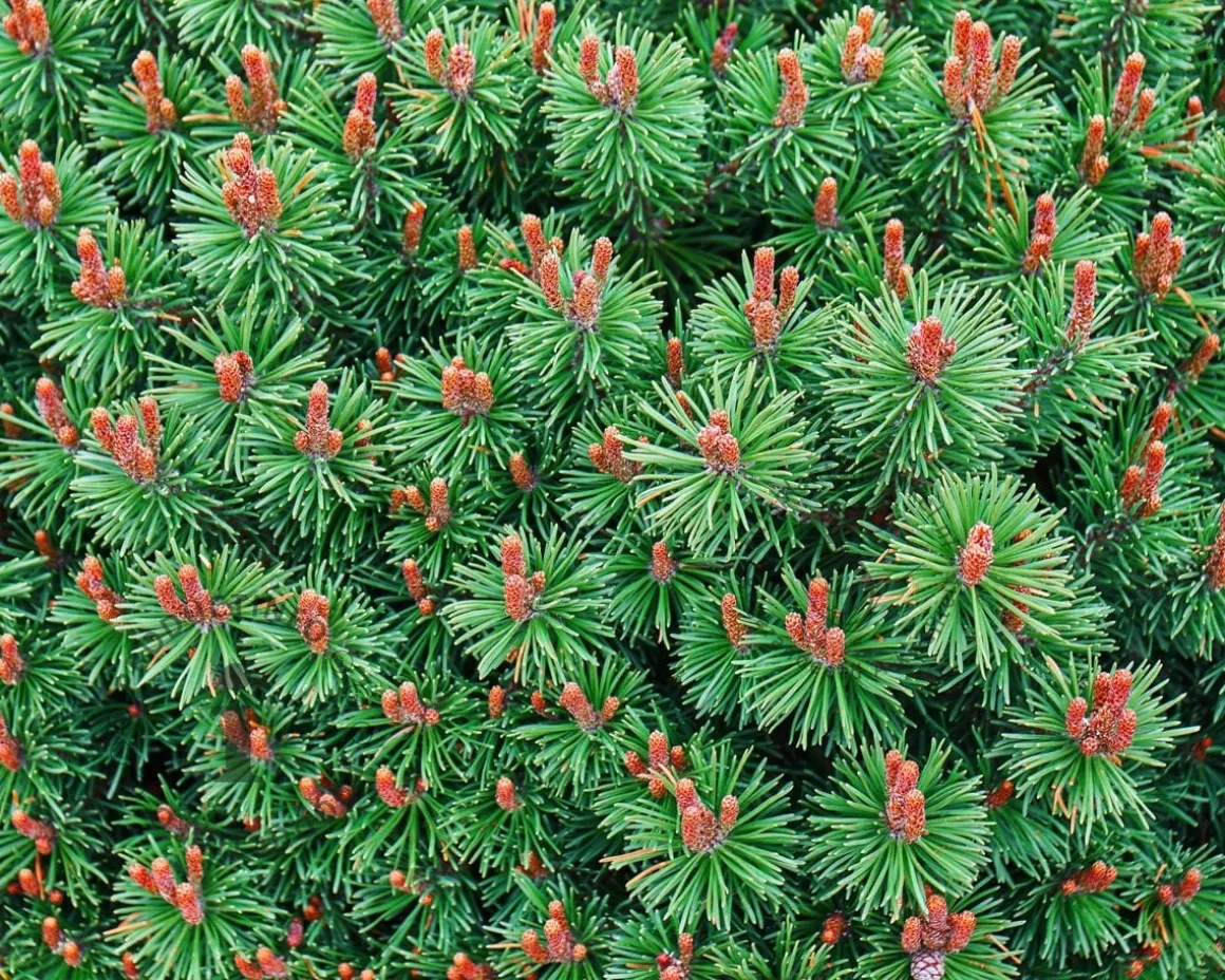 Pinus mugo 'Mops'