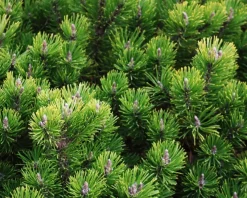 Pinus mugo var. pumilio