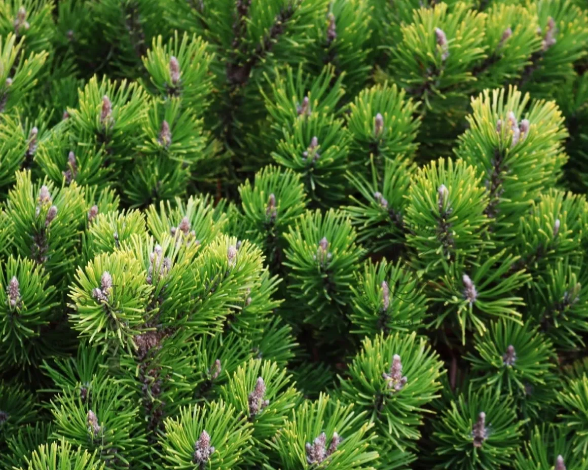 Pinus mugo var. pumilio
