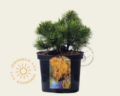 Pinus mugo 'Winter Gold'