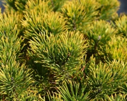 Pinus mugo 'Winter Gold' - 40 cm stam