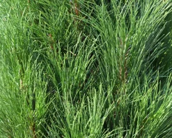 Pinus nigra 'Green Tower'