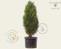 Pinus nigra 'Green Tower' 100/125 - Excellent