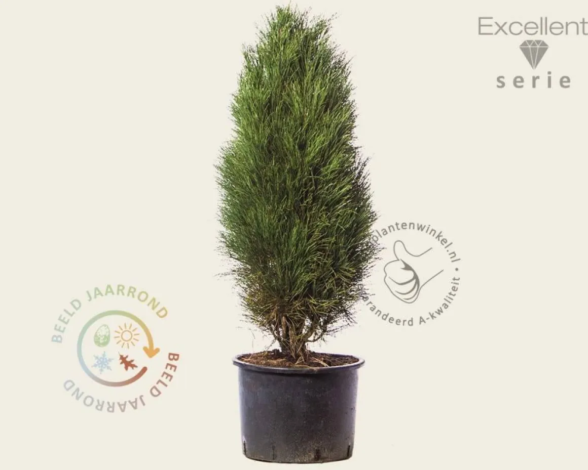 Pinus nigra 'Green Tower' 100/125 - Excellent