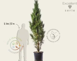 Pinus nigra 'Molette' 200/250 - Excellent