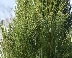 Pinus nigra 'Molette' 200/250 - Excellent