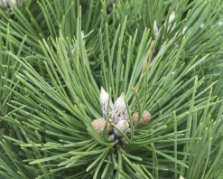 Pinus nigra 'Nana'