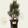 Pinus nigra 'Pyramidalis'