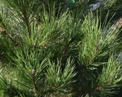 Pinus nigra subsp. nigra