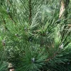Pinus nigra subsp. nigra 175/200 - Excellent