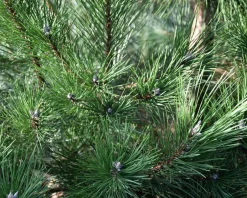Pinus nigra subsp. nigra 175/200 - Excellent