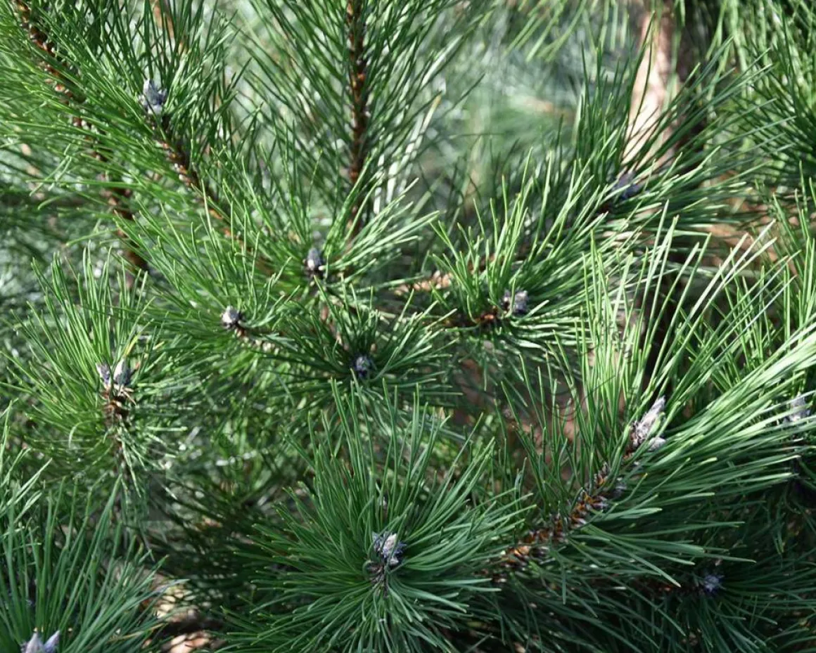 Pinus nigra subsp. nigra 175/200 - Excellent