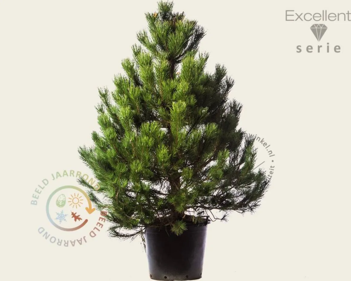 Pinus nigra subsp. nigra 125/150 - Excellent