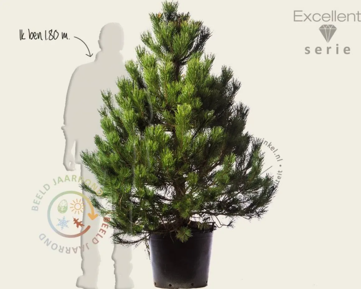 Pinus nigra subsp. nigra 125/150 - Excellent