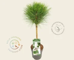 Pinus nigra 'Summer Breeze' - op stam