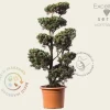 Pinus parviflora 'Ryu-ju' - bonsai - Excellent