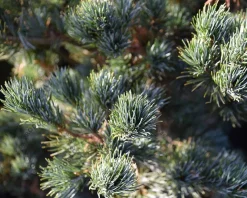 Pinus parviflora 'Ryu-ju' - bonsai - Excellent