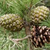 Pinus Pinea - halfstam