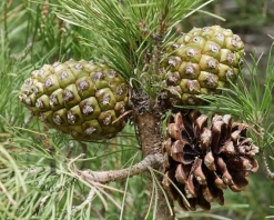 Pinus Pinea - halfstam