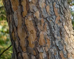 Pinus Pinea - halfstam