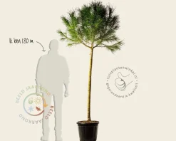 Pinus Pinea - halfstam
