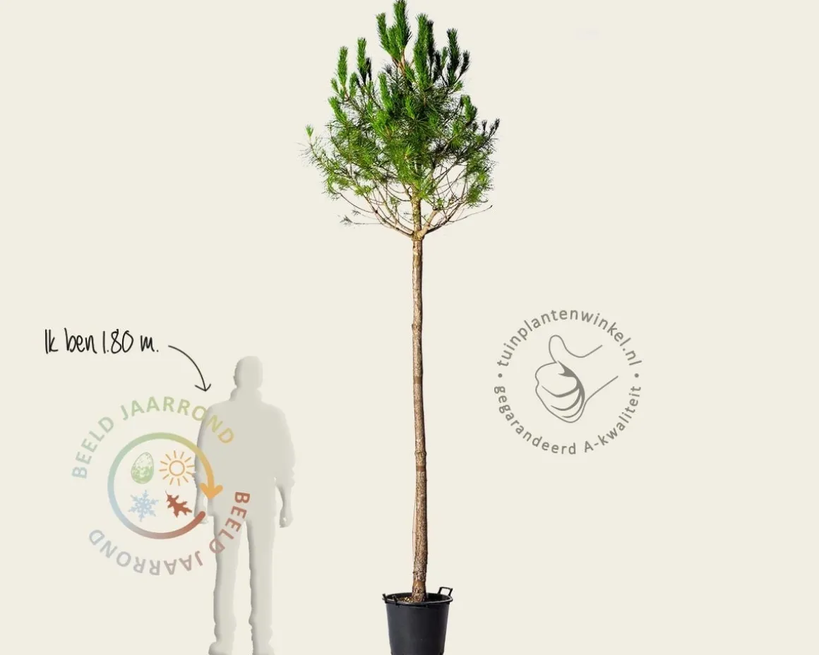 Pinus Pinea - hoogstam