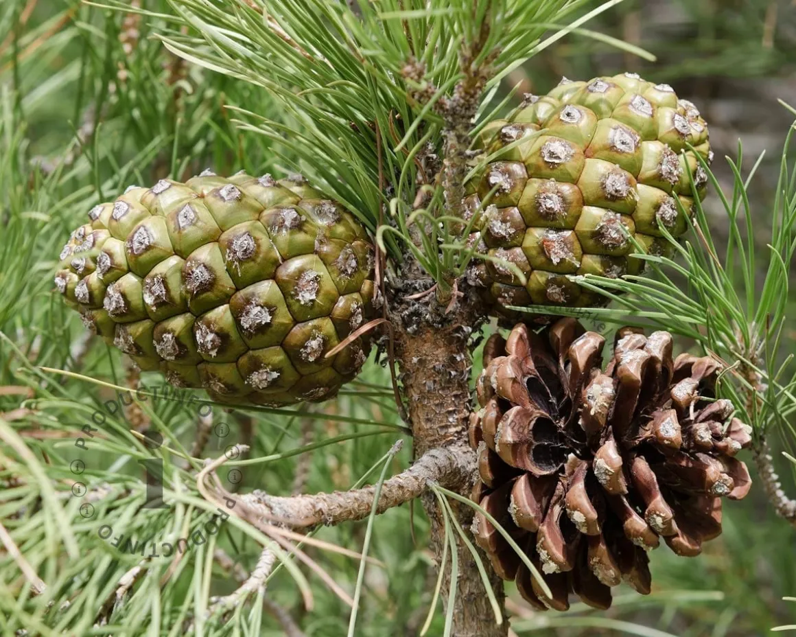 Pinus Pinea - hoogstam