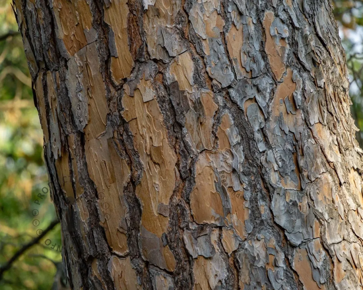 Pinus Pinea - hoogstam