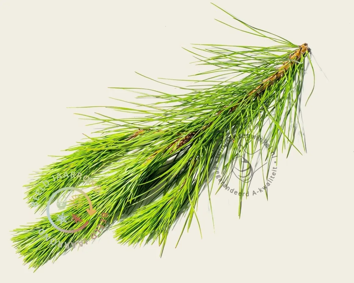 Pinus Pinea - hoogstam