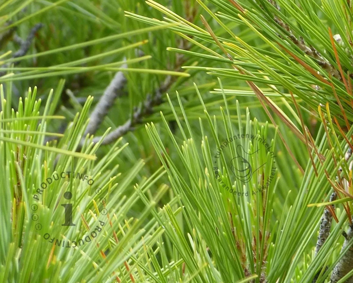 Pinus Pinea - hoogstam
