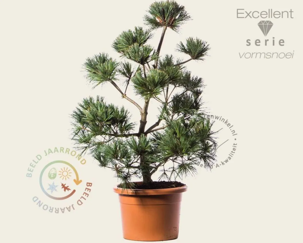 Pinus strobus 'Secrest' - bonsai - Excellent