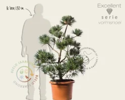 Pinus strobus 'Secrest' - bonsai - Excellent