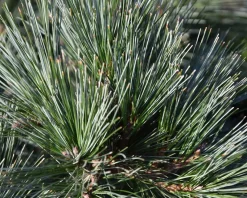 Pinus strobus 'Secrest' - bonsai - Excellent