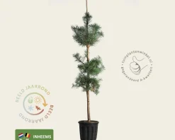 Pinus sylvestris - beveerd