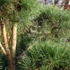 Pinus sylvestris - bonsai - Excellent