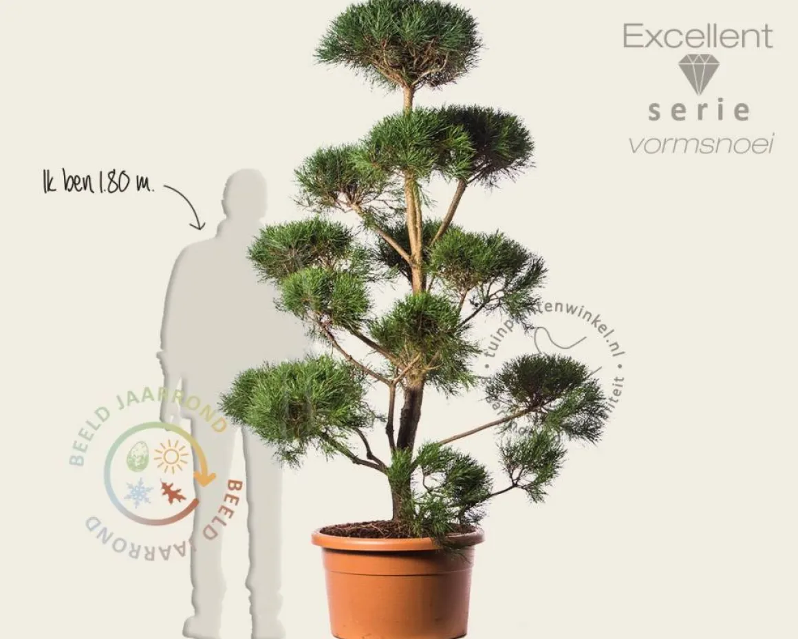 Pinus sylvestris - bonsai - Excellent