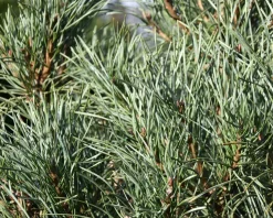 Pinus sylvestris 'Glauca' 125/150 - Excellent