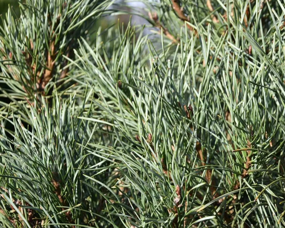 Pinus sylvestris 'Glauca' 125/150 - Excellent
