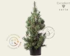 Pinus sylvestris 'Glauca' 125/150 - Excellent